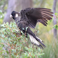 Carnaby's Black-Cockatoo